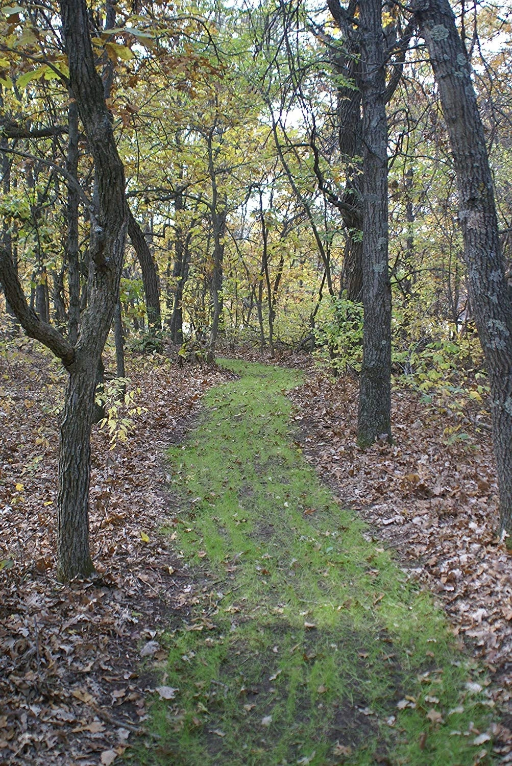 X-Seed Trail Mix Shake N'Spread - 7 lb 5 X-Seed Trail Mix Shake N'Spread - 7 lb - Image 3