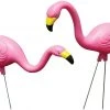 Bloem Living Two Flamingos, Pink -Home Tools Sales 2024 615qy0hoasl. ac sl1500