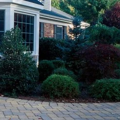 Better Barriers Landscape Fabric 3' X 50' - 20 Year Guarantee -Home Tools Sales 2024 70180003 2 1